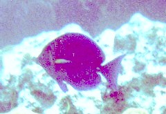 ��3�B������ƐF����