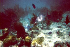 ���t�߂ɂ͊C��������܂����A�����ɔ�������ɂȂ�܂�