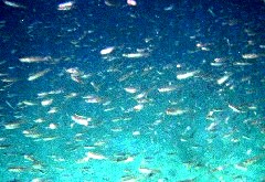 ���̌Q��5�B�v�����N�g������Ȃ���