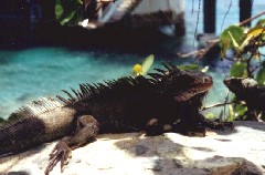 �C�O�A�i�B���̂�����Ƃ���ɂ��܂�