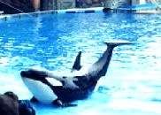 �V�����[