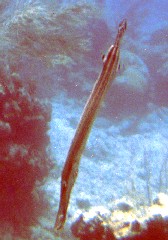 3BTrumpet Fish